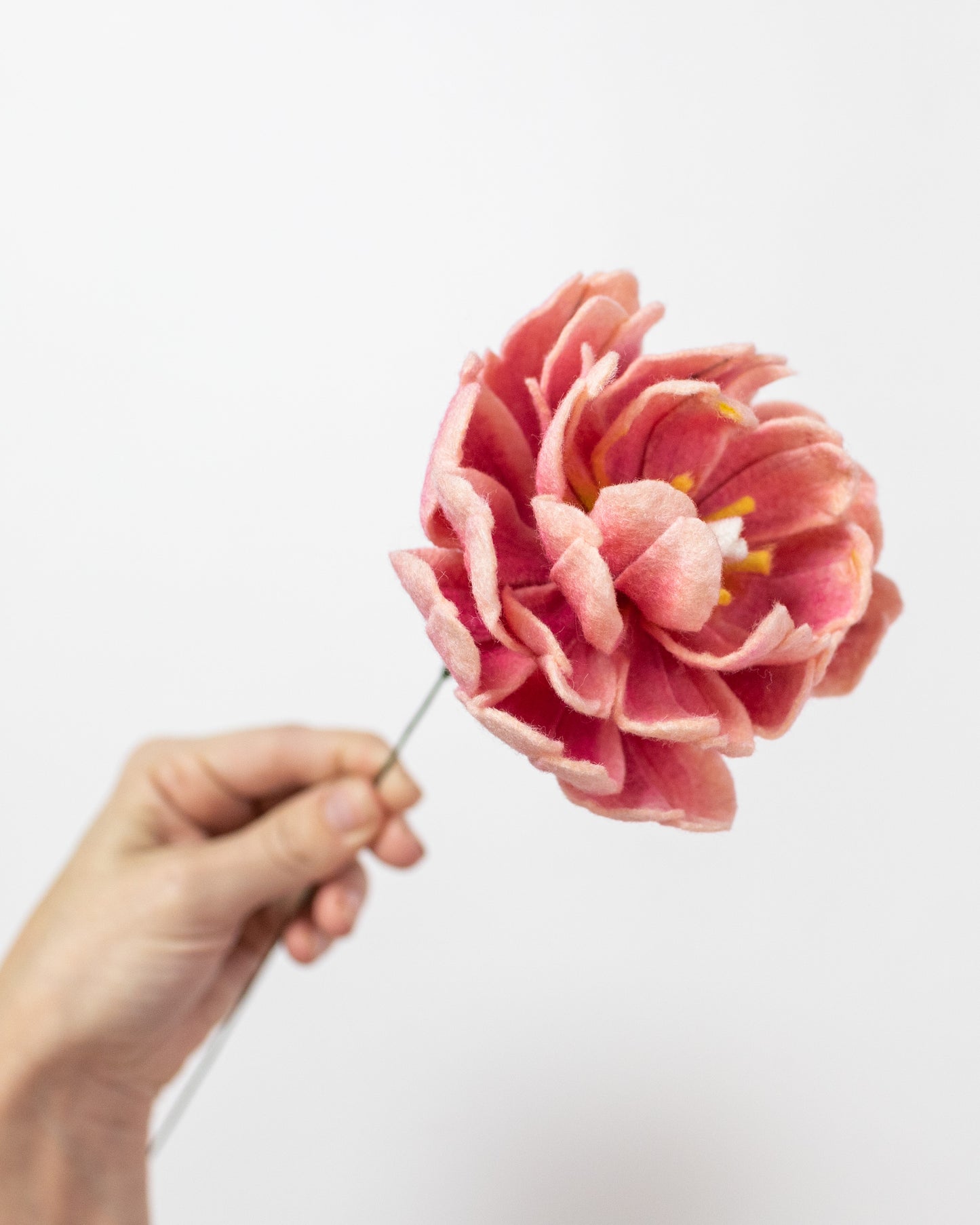 Double Tulip or Peony Tulip