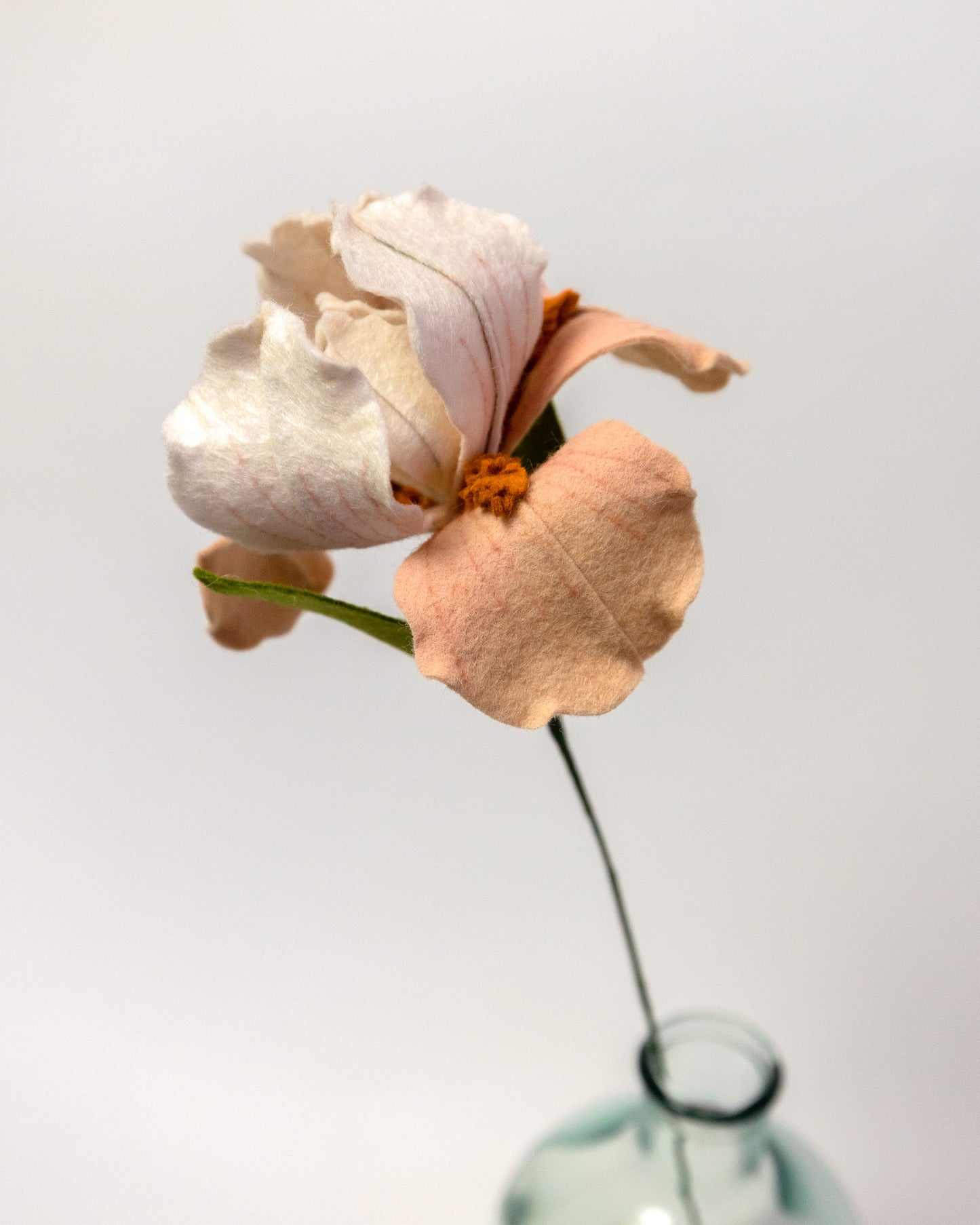 Bearded Iris