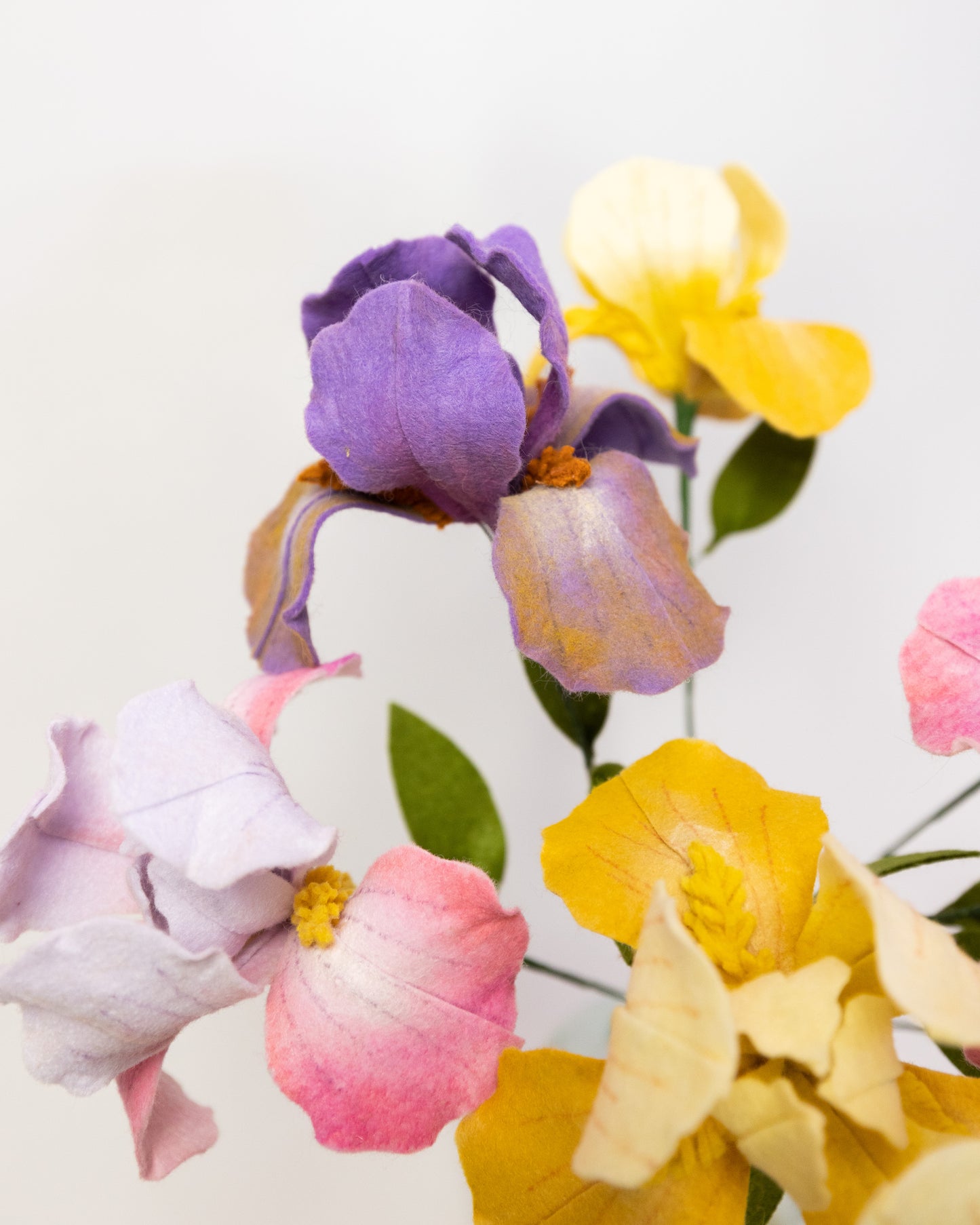 Bearded Iris