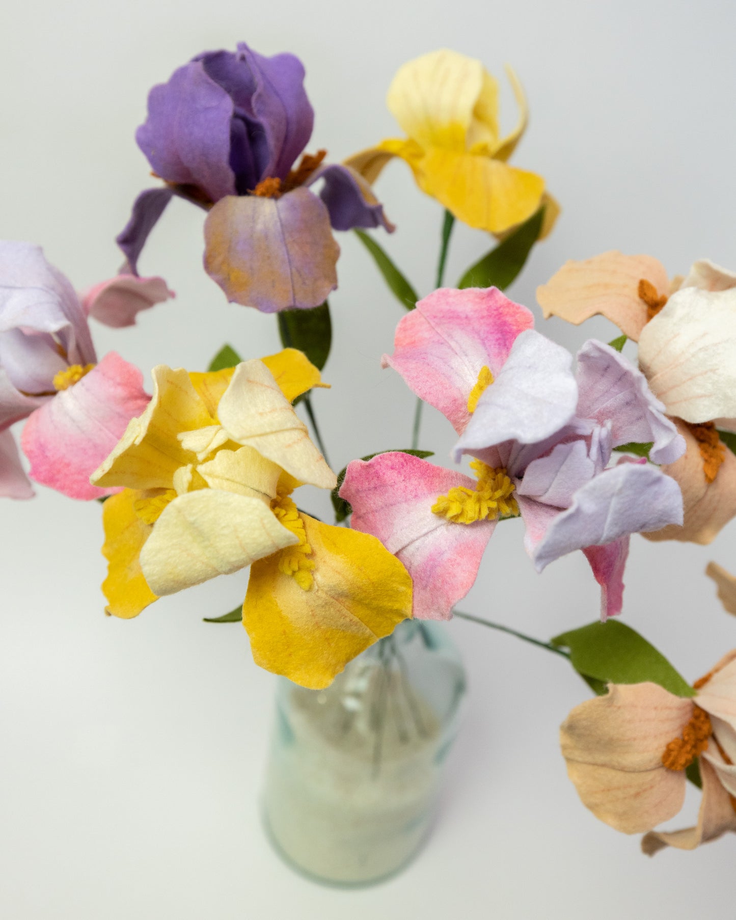 Bearded Iris