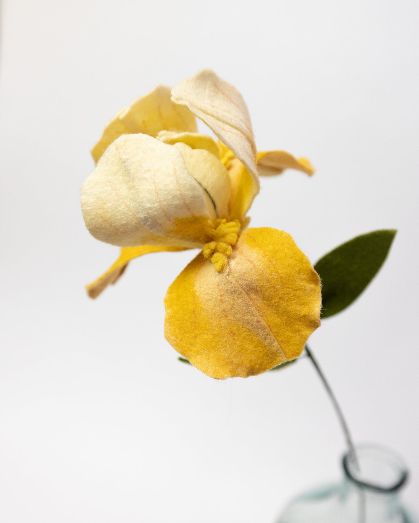 Bearded Iris