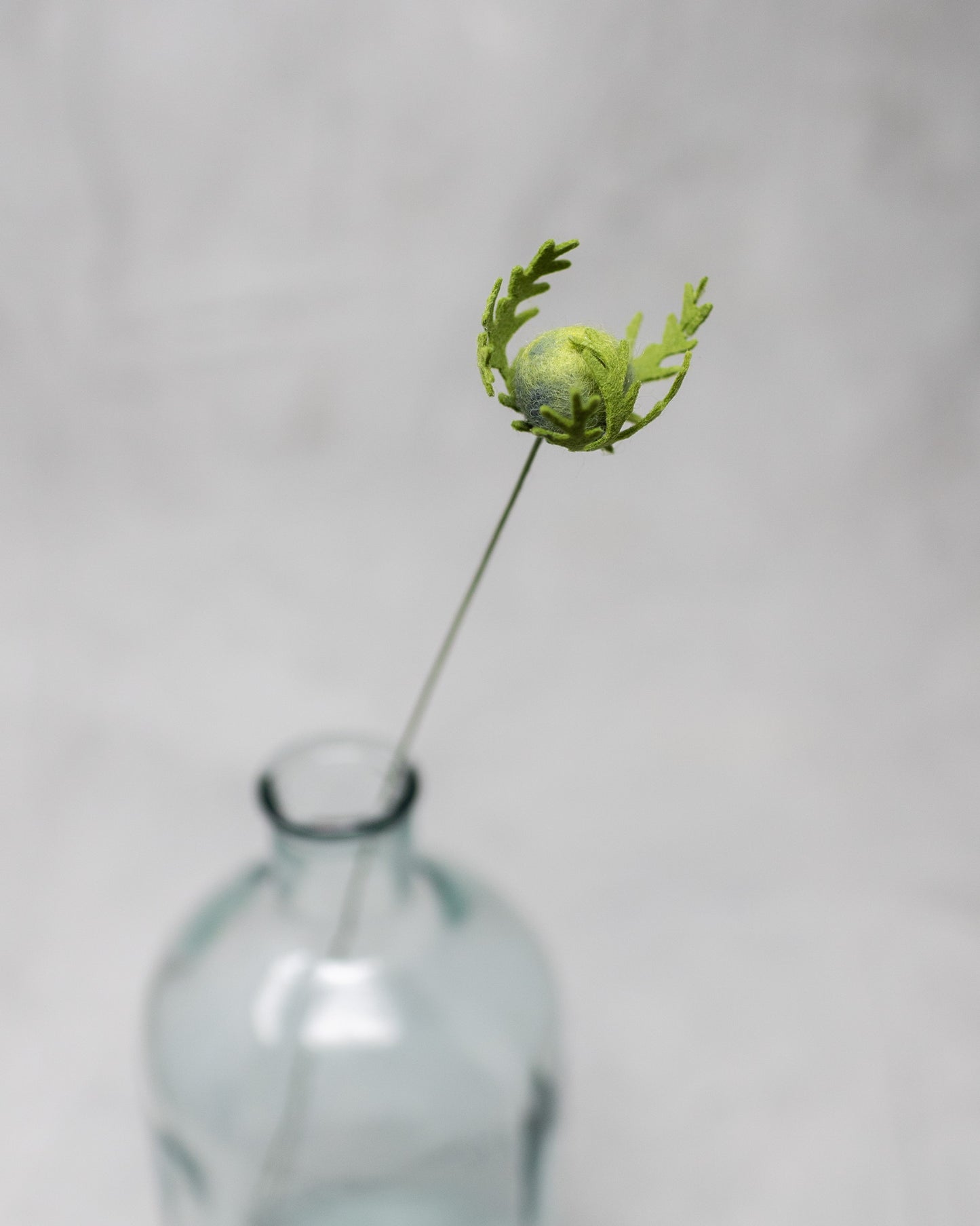 Nigella Bud Stem
