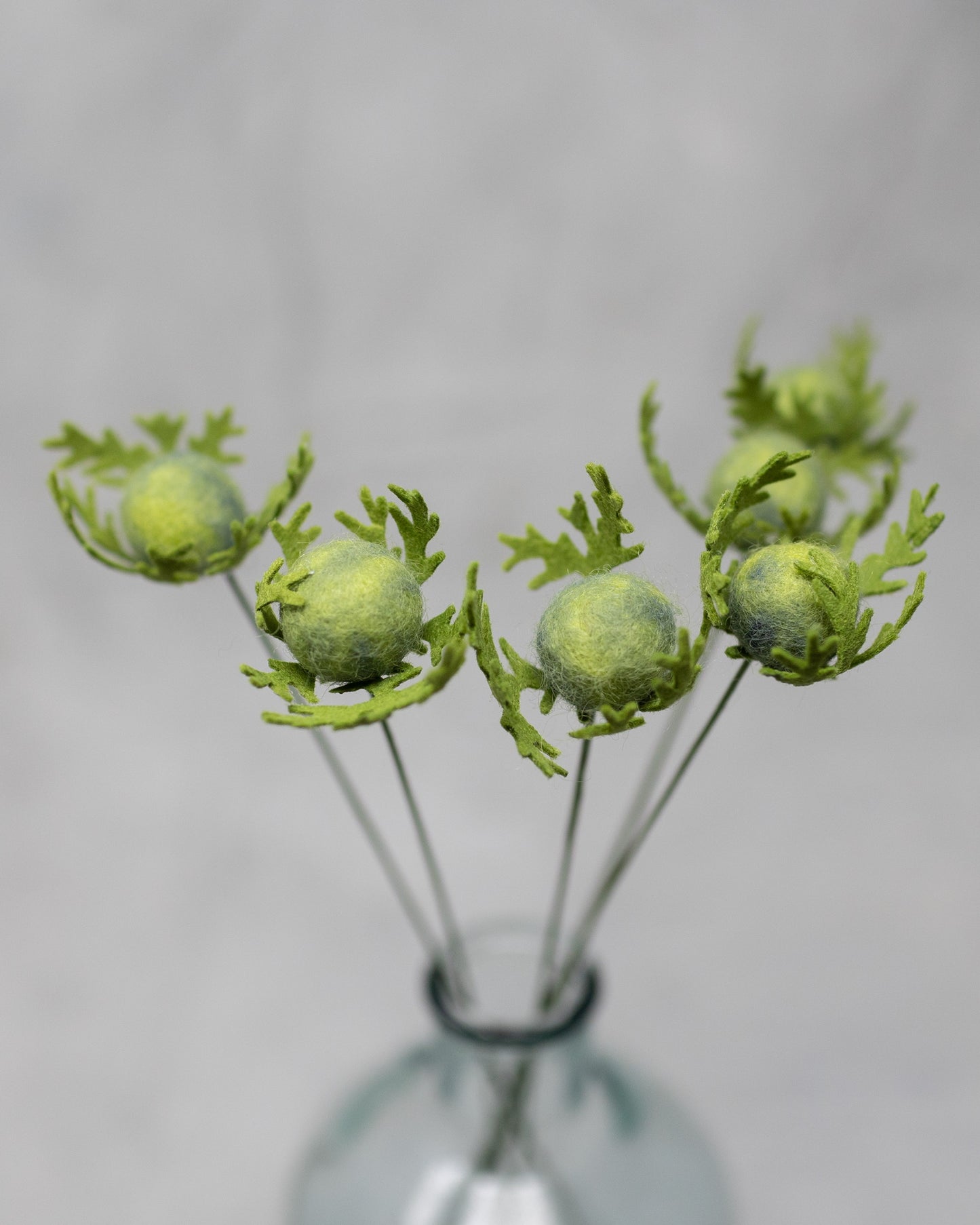 Nigella Bud Stem