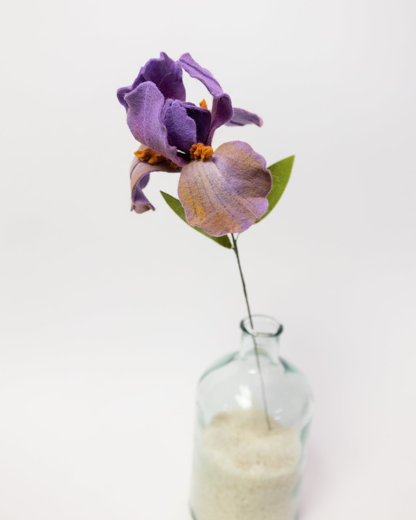 Bearded Iris