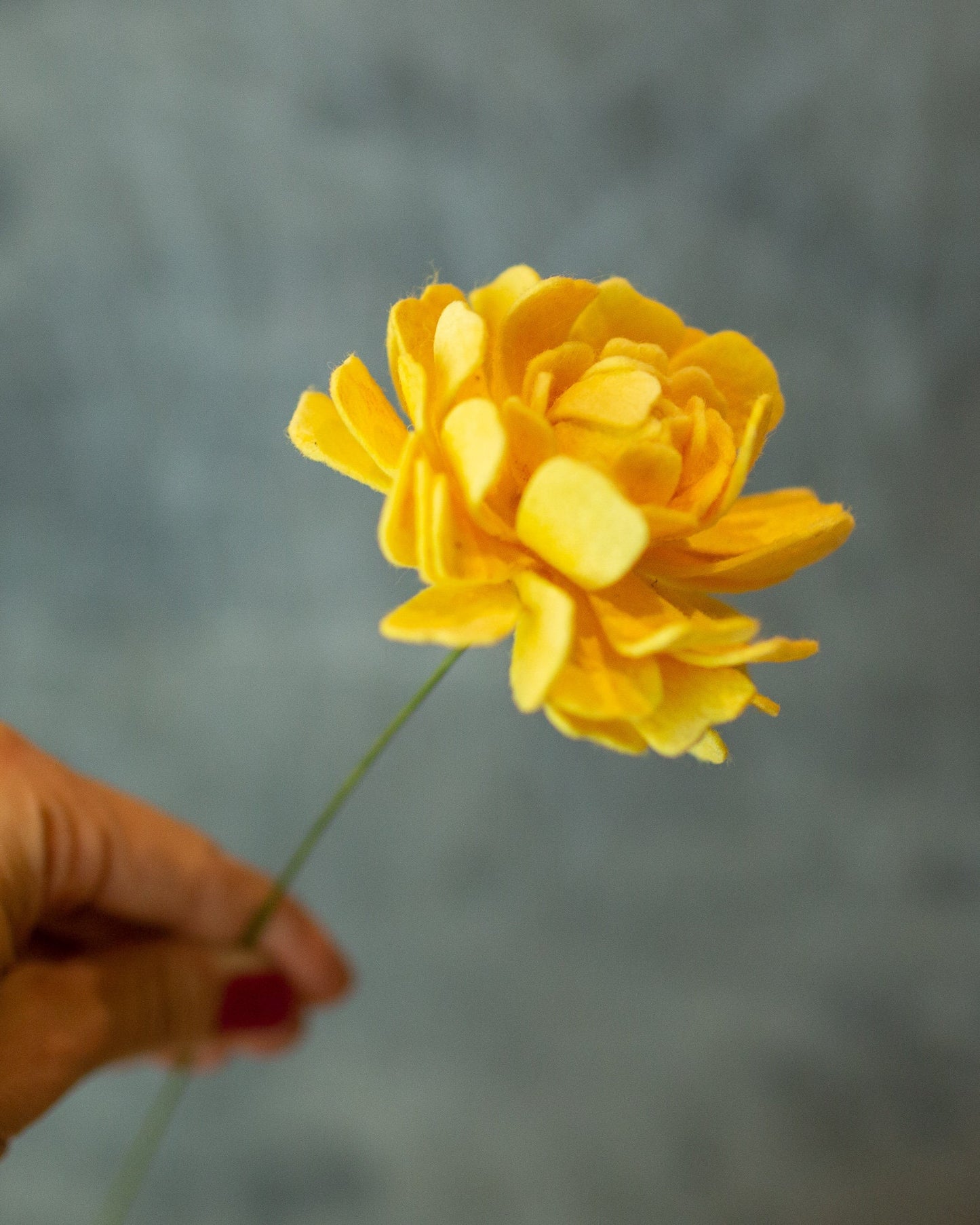 Closed Zinnia Stem
