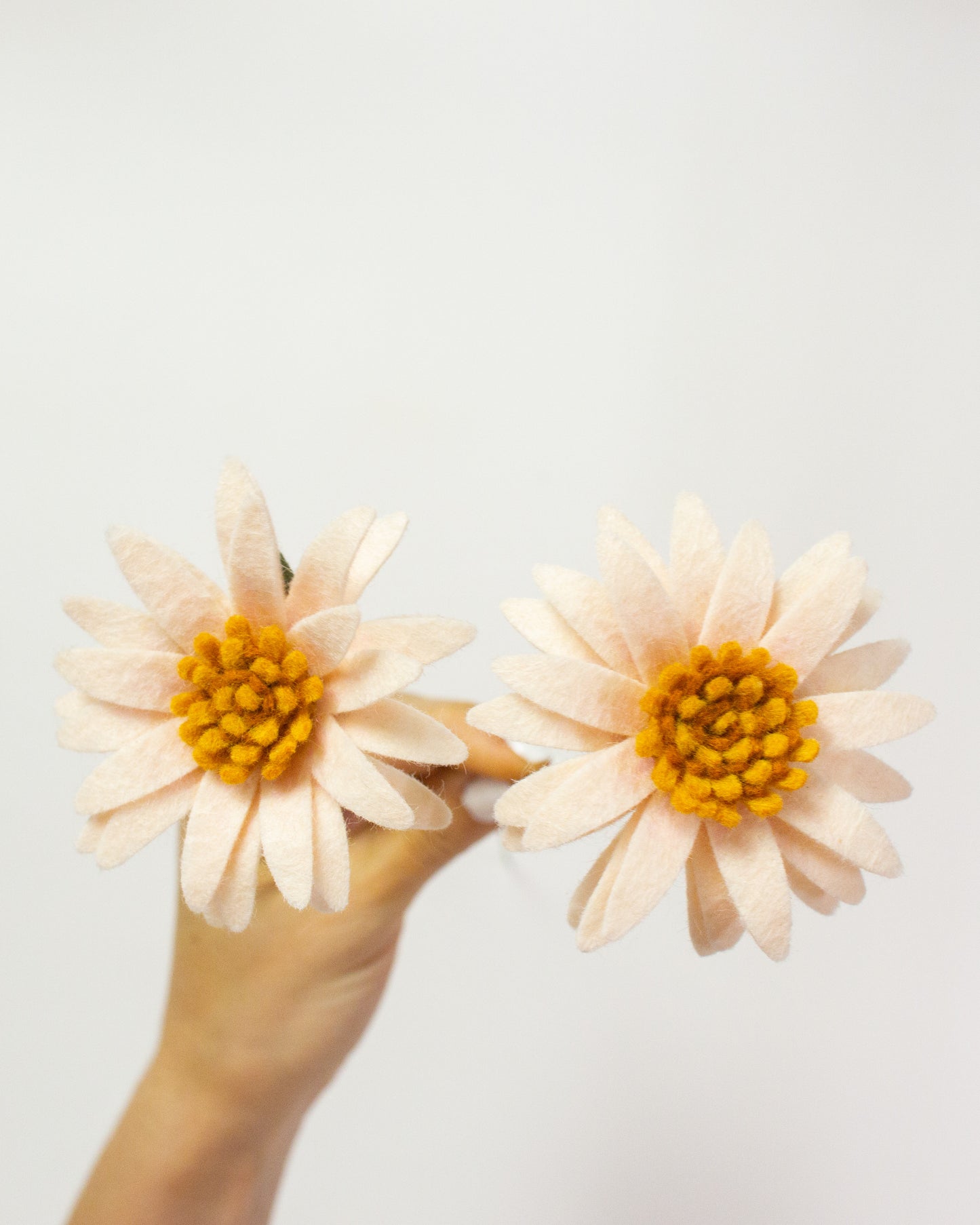 Aster