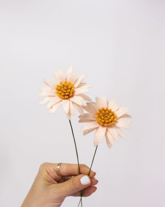 Aster