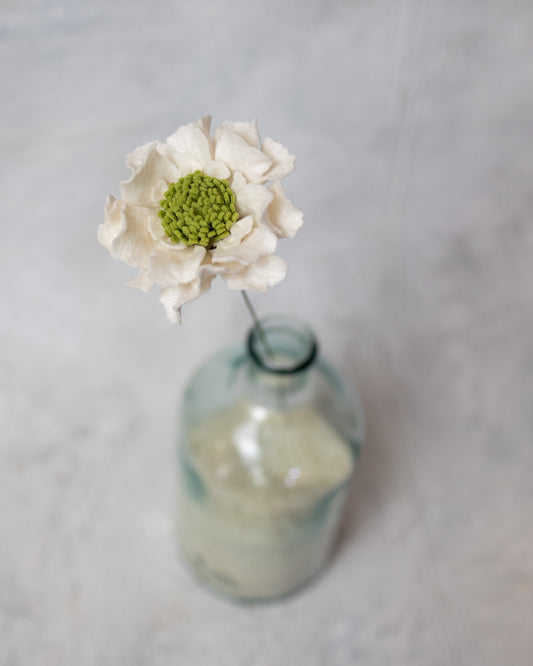 Scabiosa Stem