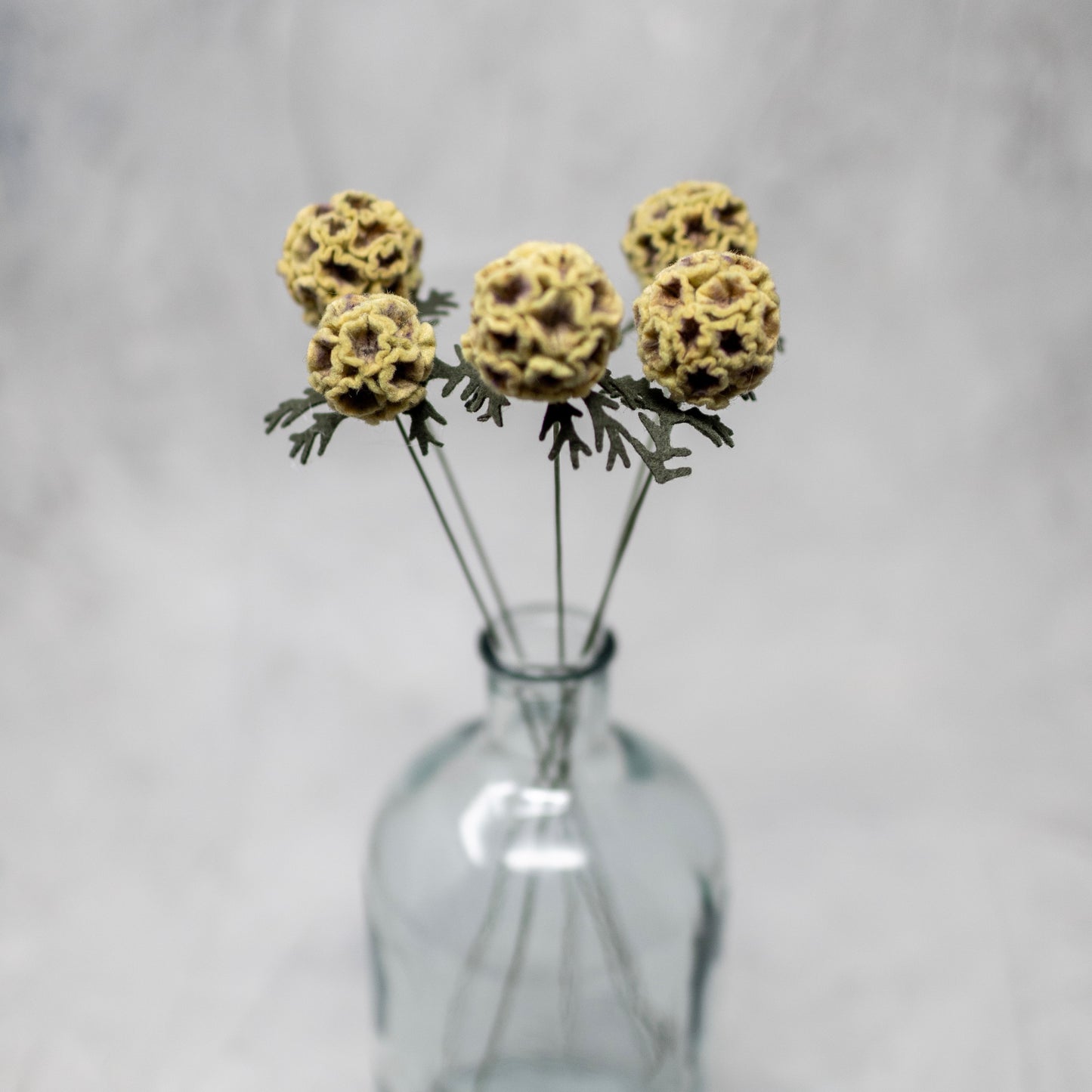 Scabiosa Pod Stem