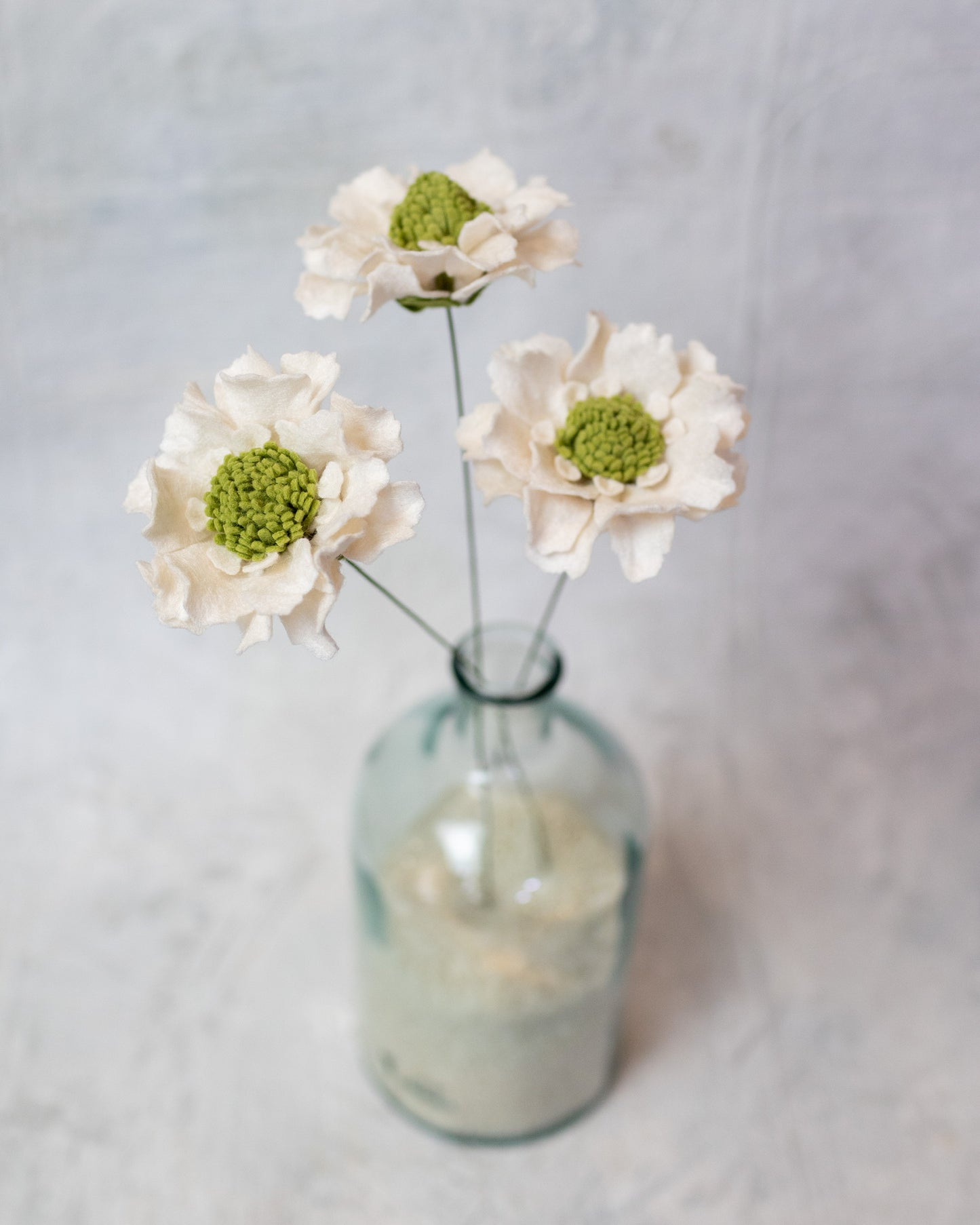 Scabiosa Stem