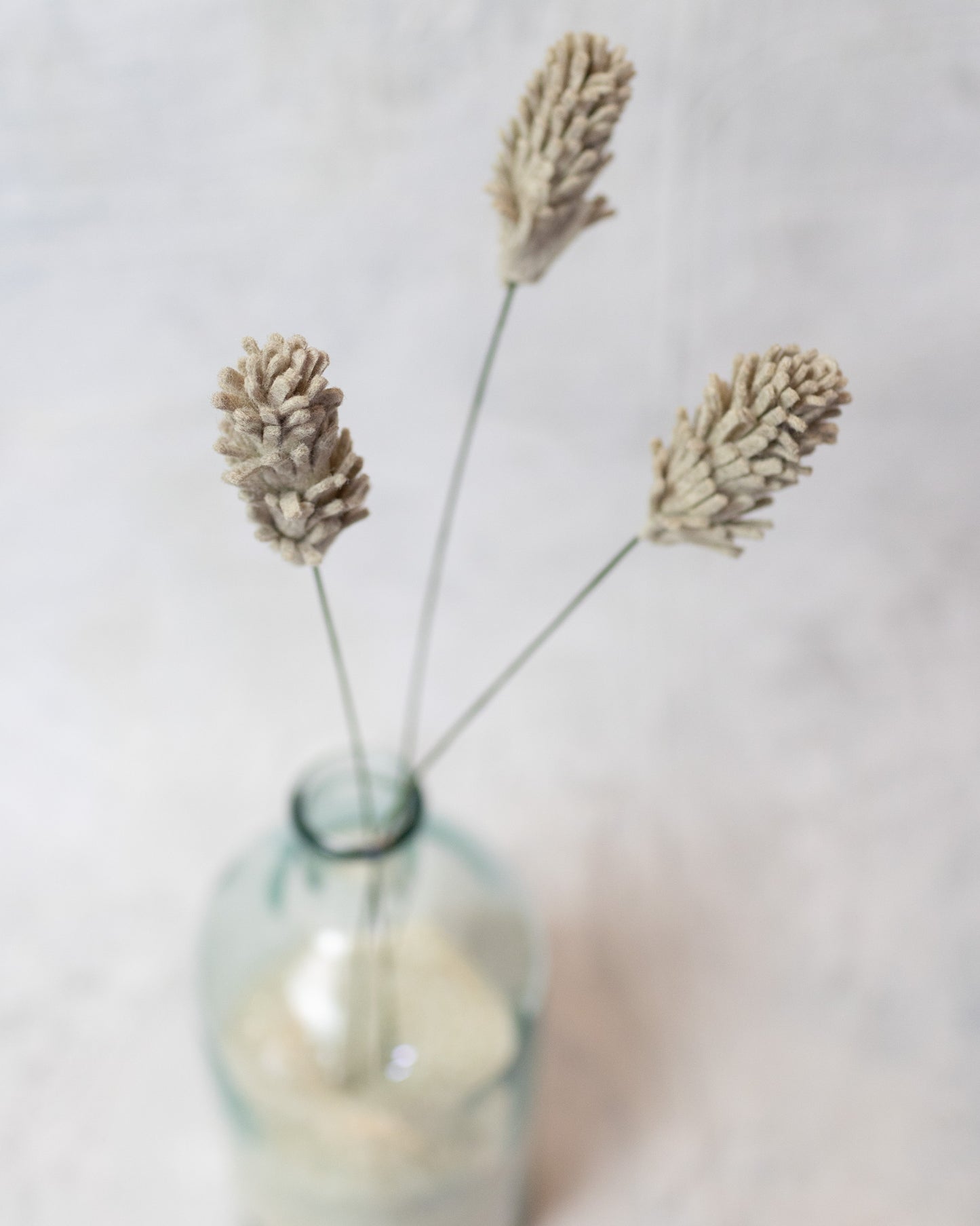 Rabbits Tale Stem