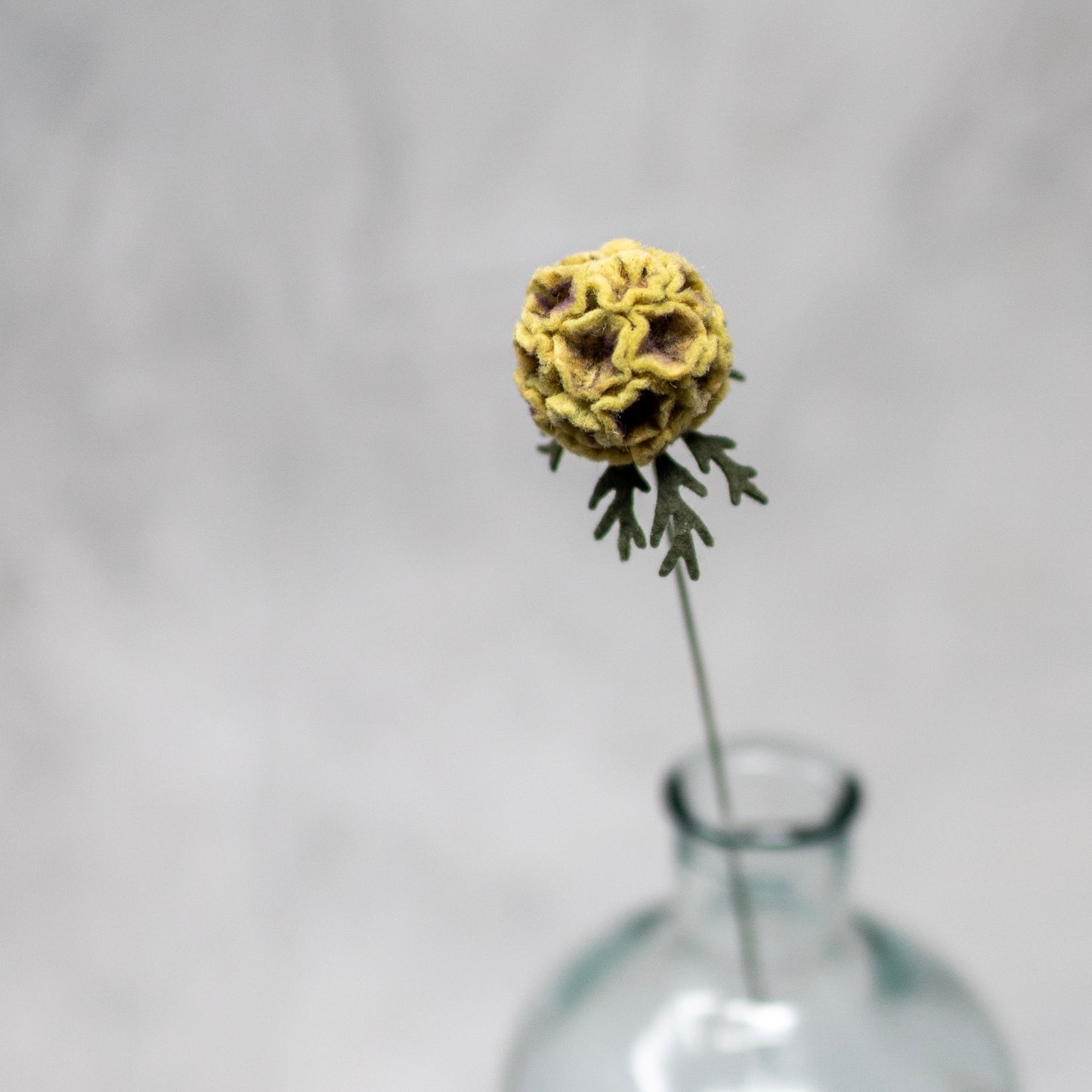 Scabiosa Pod Stem