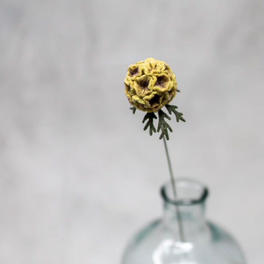 Scabiosa Pod Stem