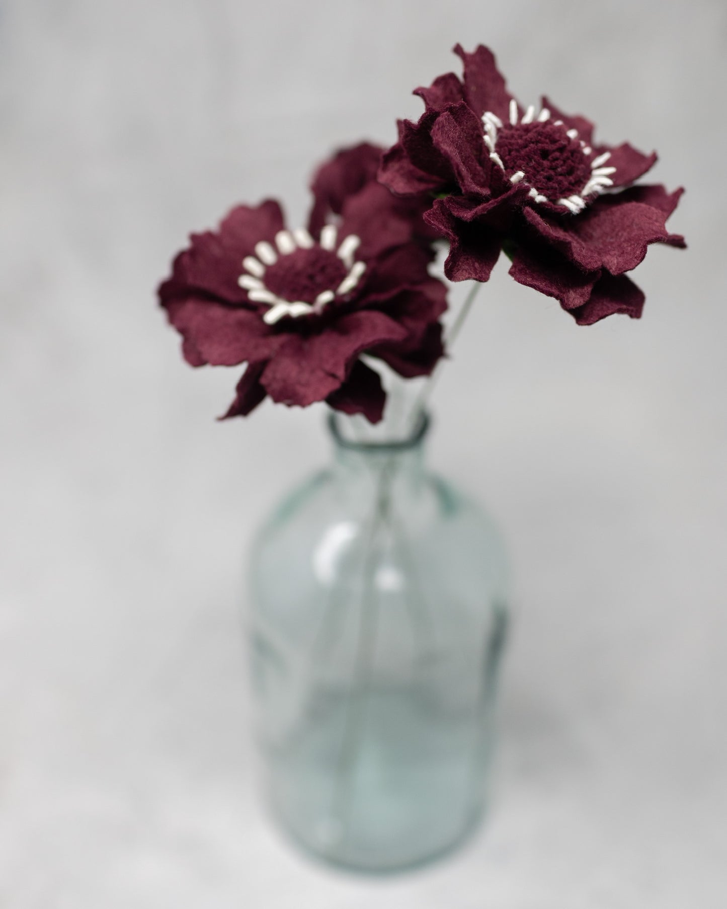 Scabiosa Stem