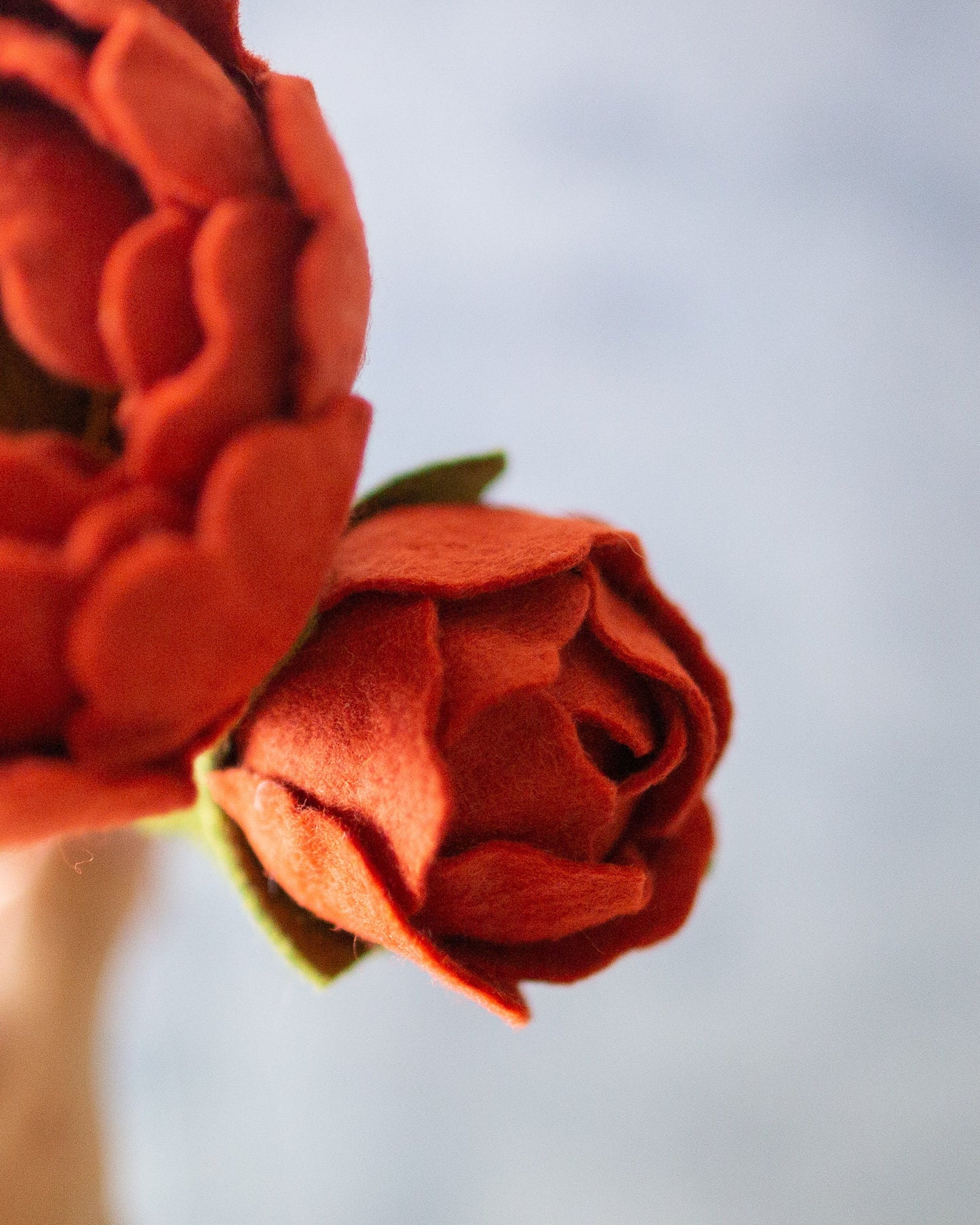 Peony With Bud