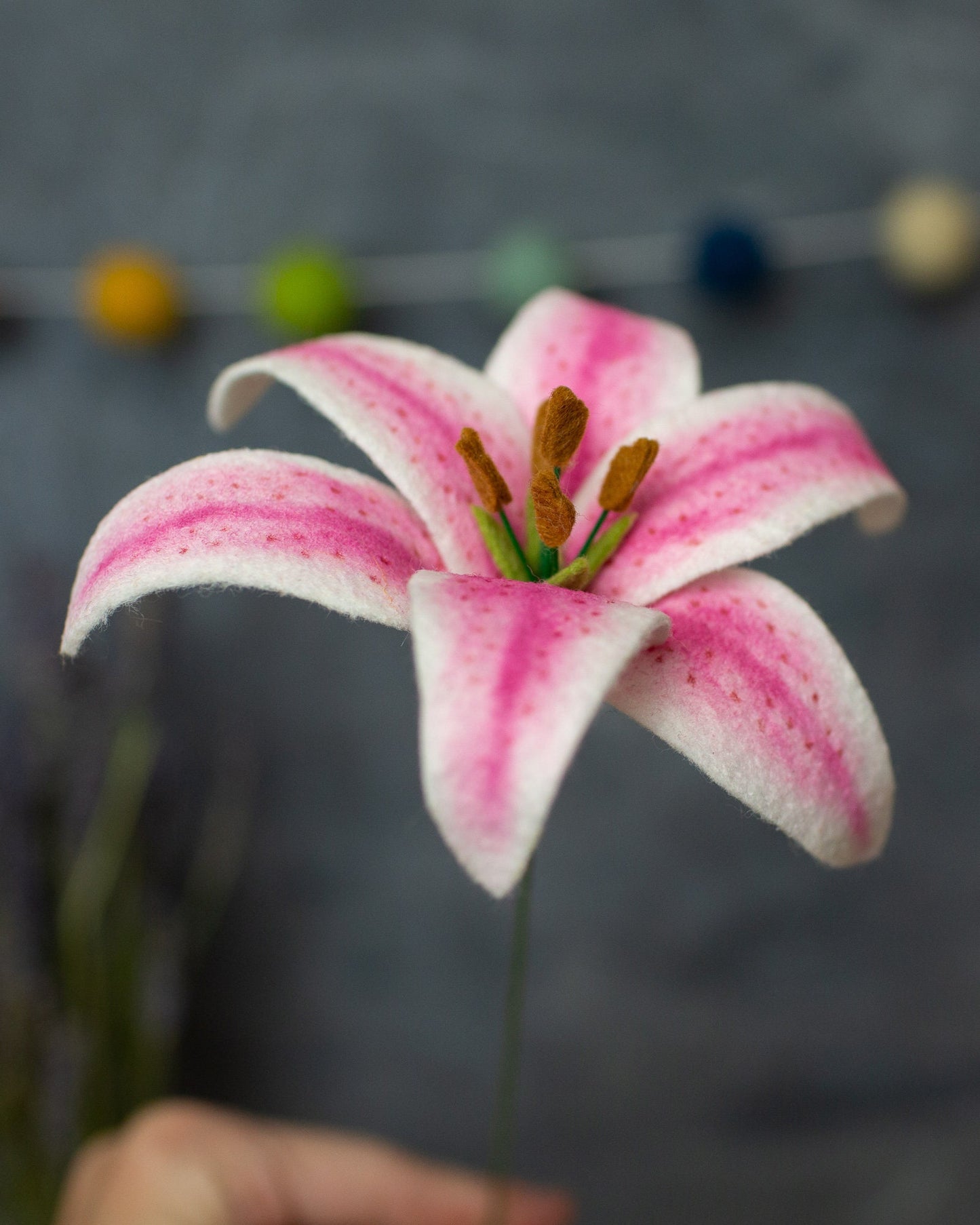 Stargazer Lily Stem